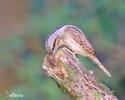 Eurasian Wryneck