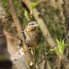 Eurasian Wryneck