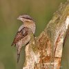 Eurasian Wryneck