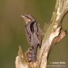 Eurasian Wryneck