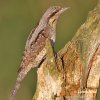 Eurasian Wryneck