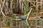 Europæisk sumpskildpadde