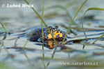 European Fire-bellied Toad