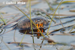 European Fire-bellied Toad