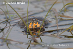 European Fire-bellied Toad