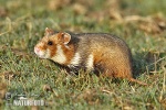 Europeisk hamster