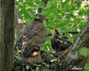 Falco pecchiaiolo occidentale