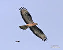 Falco pecchiaiolo occidentale