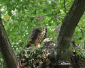 Falco pecchiaiolo occidentale