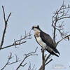 Falco pescatore