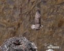 Falco pescatore