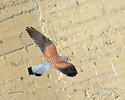 Falco tinnunculus