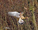 Falco tinnunculus