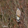 Falco tinnunculus