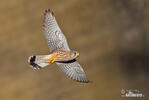 Falco tinnunculus