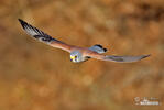 Falco tinnunculus
