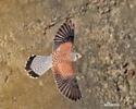 Falco tinnunculus