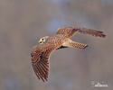 Falco tinnunculus