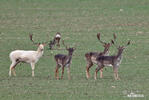 Fallow deer