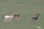 Fallow deer