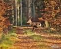 Fallow deer