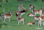 Fallow deer