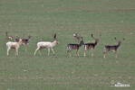 Fallow deer