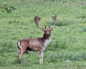 Fallow deer