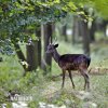 Fallow deer