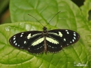 False zebra longwing