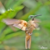 Fawn-breasted Brilliant