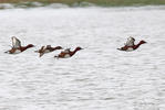 Ferruginous Duck