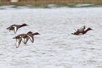 Ferruginous Duck