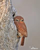 Ferruginous Pygmy-Owl