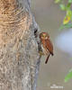 Ferruginous Pygmy-Owl