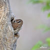 Ferruginous Pygmy-Owl