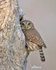 Ferruginous Pygmy-Owl