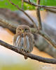 Ferruginous Pygmy-Owl