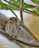 Ferruginous Pygmy-Owl