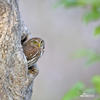 Ferruginous Pygmy-Owl