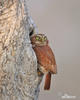 Ferruginous Pygmy-Owl