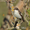 Ficedula hypoleuca