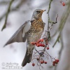 Fieldfare