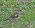 Fieldfare