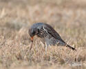 Fieldfare