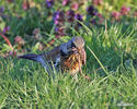 Fieldfare