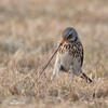 Fieldfare