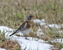 Fieldfare