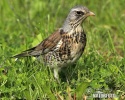 Fieldfare