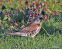 Fieldfare